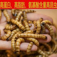 大麦虫活体面包虫金龙鱼八哥守宫画眉鸟虫子宠物饲料全国 大麦虫5cm左右50条送镊子送饲料