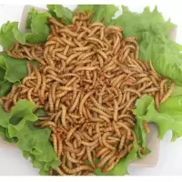 黄粉虫活体面包虫活鹦鹉鱼金龙乌龟仓鼠画眉鸟及饲料包活 试吃300条 2.5CM+镊子