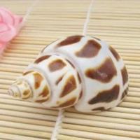 菲律宾沙贝壳沙寄居蟹饲养沙珊瑚沙钙质沙三湖慈鲷底砂鱼缸白沙 东风螺10 3-5厘米