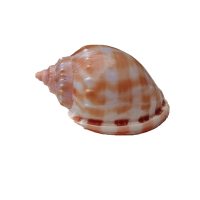 天然超大海螺贝壳 金丝螺 小鱼缸水族装饰摆件三湖卷贝寄居蟹替换 8-9cm