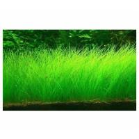 水草泥 水草泥 免洗 鱼缸装饰种植土 造景底砂 套餐底沙 牛毛种子2袋(单独种子)