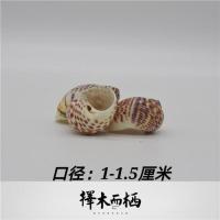 豆丁迷你寄居蟹替换壳躲避壳小号蜗牛壳造景装饰贝壳择木而栖水族 鸟蛋螺口径1-1.5厘米