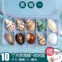 天然贝壳海螺科普材料精品标本螺收纳套装礼盒幼儿园海洋生物收藏 01-标本螺[套餐1]