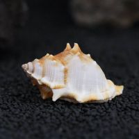 天然贝壳海螺精品标本螺海星珊瑚鱼缸造景装饰地中海创意饰品摆件 海参螺 5-6厘米