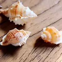 四个天然海参螺壳长棘蛙螺寄居蟹虾窝贝壳海螺婚庆鱼缸造景科普 四个海参螺(长棘蛙螺)