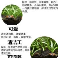 迷你蟹辣椒蟹相手蟹观赏迷你蟹螃蟹观赏蟹活体吃虫除藻河蟹 辣椒蟹1只送1只(1-1.5厘米)