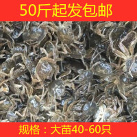 螃蟹苗大闸蟹苗河蟹苗淡水养殖螃蟹稻田蟹苗中华绒螯蟹苗扣蟹苗 大苗(40-60只)一斤