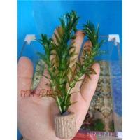 新品水上烟火黄花菱(危地马拉水丁香)浮萍水草净化 蜈蚣草定植红丁香定植