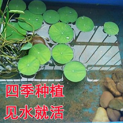 鱼缸浮萍迷你荷叶种子水生种籽水草浮莲浮萍水生植物养龟鱼缸造景 10粒种子(适合10里面长度鱼缸）