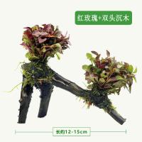 鱼缸造景鱼缸装饰水草活体水草种子水草泥鱼缸水草活体水草植物草 红玫瑰双头沉木