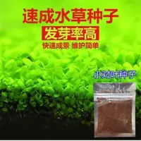买二送一鱼缸水草种子套餐前景迷你小对叶牛毛活体造景真水草 小对叶种子