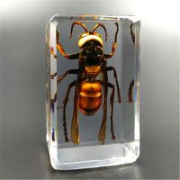 天然昆虫标本树脂创意小摆件幼儿园教学观察玩具蝎子蜘蛛甲虫 土蜂