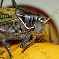 蝈蝈活绿色蝈蝈翠绿蝈蝈铁皮蝈蝈野生新脱鸣虫活体伤亡包退全款 微残铁皮蝈蝈【适合听叫】