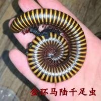 金环马陆千足虫黑彩虹双舌马陆活体燕山蛩易养宠物新手入门爬宠 金环马陆(肛吻5-8厘米) 仅马陆