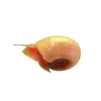 观赏螺活体工具螺除藻螺苹果螺金刚螺蜜蜂螺斑马螺蜗牛宠物螺 苹果螺10只