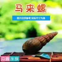 马来螺观赏螺苹果螺活体除藻螺鱼缸清洁螺吃鱼屎工具螺淡水宠物螺 浅灰色 马来螺8送2备损
