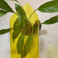 透明黄色 A4尺寸 1张 PP磨砂板塑胶硬片pvc透明塑料板pet软薄膜片材pc胶片彩色塑料板