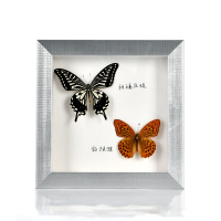 银色 6寸(玻璃面10*15cm) 昆虫标本展示盒装蝴蝶的盒子收纳盒透明Idiy制作材料装饰相框摆件