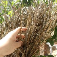 [10]金枝扫把头[半成品][ 环卫竹扫把马路大扫把 户外车间庭院大扫帚 工厂学校扫院子的笤帚