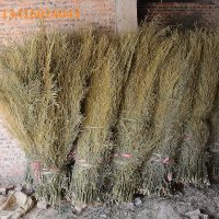 5号竹叶苗 (按斤发货) 风景区清洁马路工地庭院加大扫帚竹苕帚户外大卫物业大竹扫把