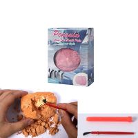 儿童玩具考古挖掘恐龙diy恐龙蛋火烈鸟企鹅动物玩具 科普模型|盒装考古企鹅1个