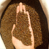 决明子玩具沙 宝宝沙滩玩具 儿童玩具沙子套餐 淘气堡 决明子