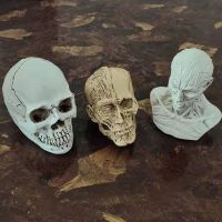 人体头部结构模型仿真小头骨树脂骷髅头美术教学艺考素描速写绘画