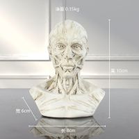 1:3艺用人体肌肉骨骼头雕骷髅头骨绘画参考胸像解剖头颅模型美术