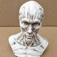 人体头部结构模型仿真小头骨树脂骷髅头美术教学艺考素描速写绘画