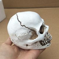 人体头部结构模型仿小头骨树脂骷髅头美术教学艺考素描速写绘画