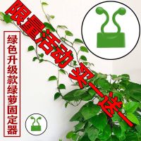 绿萝爬墙固定器家用植物挂钩藤蔓绿萝爬墙墙上固定无痕攀爬