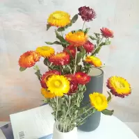 云南干花小雏菊麦秆菊七彩菊 干花花束真花装饰插花 家居摆设|橙菠萝菊14朵花头颜色混色