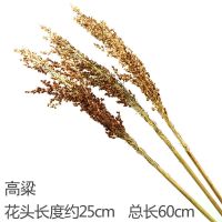 麦穗干花花束开业大麦客厅田园装饰稻穗摆件插花拍摄道具|高粱三支