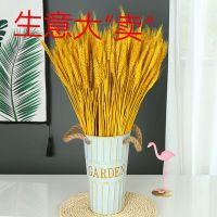 麦穗干花花束开业大麦干花田园装饰摆件拍摄道具干花真花