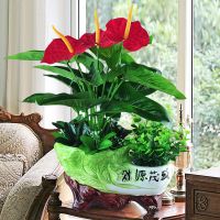 发树盆栽仿真花客厅家居塑料花绿植物书桌摆件卧室办公室装饰品