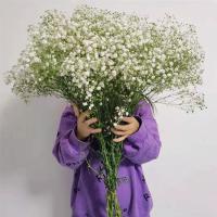 满天星干花花束真花云南大束家用鲜花客厅装饰摆件永生花生日|白色 2斤鲜花(半干)