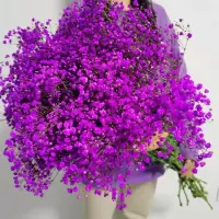 满天星干花花束真花云南大束家用鲜花客厅装饰摆件永生花生日|紫色 一斤鲜花(半干)