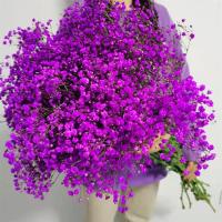 满天星干花花束真花云南大束家用鲜花客厅装饰摆件永生花生日|紫色 半斤鲜花(半干)