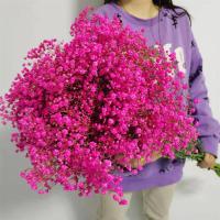 满天星干花花束真花云南大束家用鲜花客厅装饰摆件永生花生日|玫红 2斤鲜花（半干）