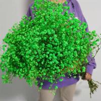 满天星干花花束真花云南大束家用鲜花客厅装饰摆件永生花生日|绿色 一斤鲜花（半干）