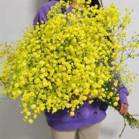 满天星干花花束真花云南大束家用鲜花客厅装饰摆件永生花生日|黄色 一斤鲜花(半干)