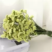 云南干花满天星花束家居装饰干花勿忘我百搭真花|黄色勿忘我 不送选项
