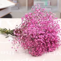 云南直发满天星 干花花束 家居摆设 小清新 装饰家居摆设花混合束|粉色满天星 超大叔