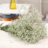 云南直发满天星 干花花束 家居摆设 小清新 装饰家居摆设花混合束|白色满天星 超大叔
