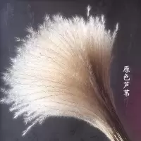 粉色芦苇干花麦穗花束拂尘花婚庆拍摄家居橱窗落地装饰|原色芦苇花10支 高45厘米