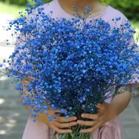 云南满天星鲜花花束可做干花大束真花插花装饰摆件家居|宝蓝满天星大束 大束()长65cm