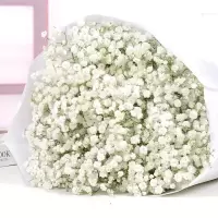 云南勿忘我鲜花满天星干花花束大束真花论斤散家居装饰品摆件|白星 一束不含瓶