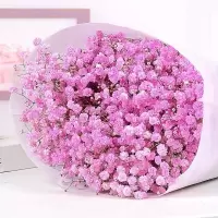 云南勿忘我鲜花满天星干花花束大束真花论斤散家居装饰品摆件|粉星 一束不含瓶