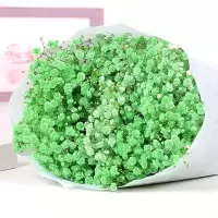 云南勿忘我鲜花满天星干花花束大束真花论斤散家居装饰品摆件|绿星 一束不含瓶
