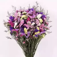 云南勿忘我干花花束买一斤送一斤满天星干花客厅摆件花束真花|六色混搭+草 20支